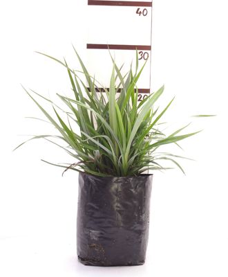 Astelia fragrans PB6.5