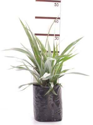 Astelia chathamica PB6.5