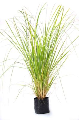 Austroderia richardii PB3