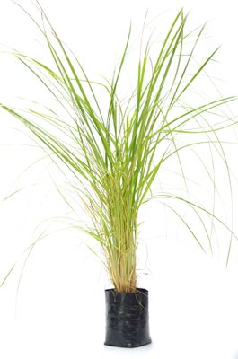 Austroderia richardii PB6.5