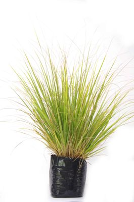 Austroderia richardii PB18