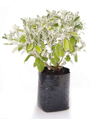 Brachyglottis greyi PB6.5