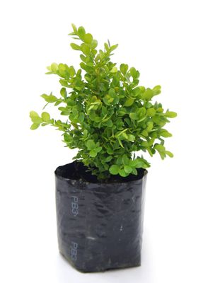 Buxus suffruticosa PB3