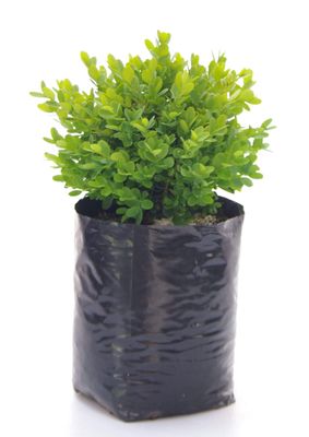 Buxus suffruticosa PB6.5