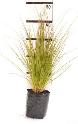 Carex secta PB3