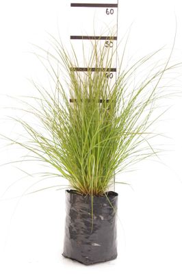 Carex secta PB6.5