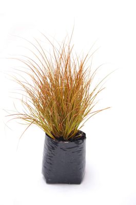 Carex testacea PB3