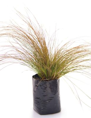 Carex testacea PB6.5