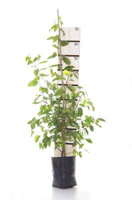 Carpinus betulus PB6.5