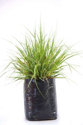 Chionochloa flavicans PB6.5