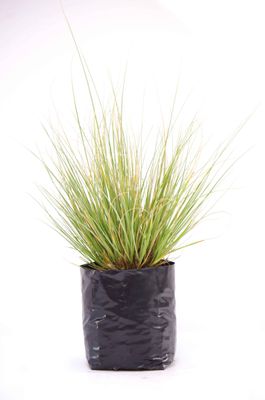 Chionochloa rigida PB3