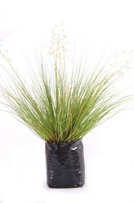 Chionochloa rigida PB6.5