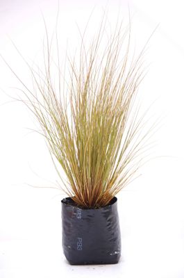 Chionochloa rubra PB3