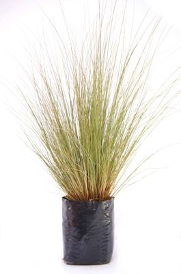 Chionochloa rubra PB6.5