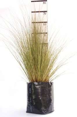 Chionochloa rubra PB18