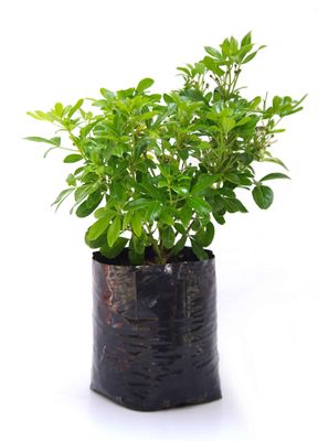 Choisya ternata PB6.5