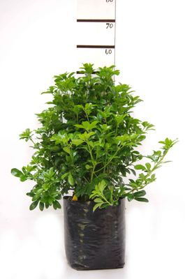 Choisya ternata PB18