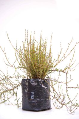 Coprosma acerosa PB3