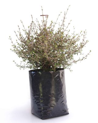 Coprosma propinqua PB6.5