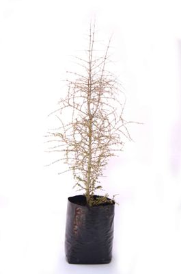 Coprosma virescens PB6.5