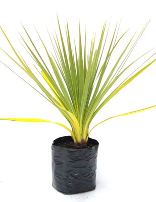Cordyline australis PB3