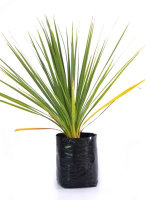 Cordyline australis PB6.5