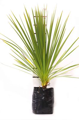 Cordyline australis PB18