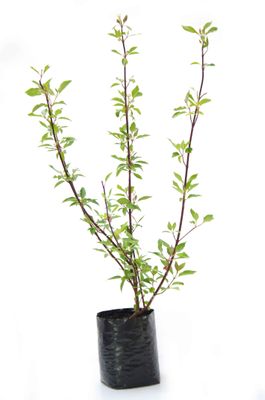 Cornus alba Siberica PB6.5