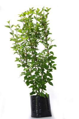 Cornus alba Siberica PB18