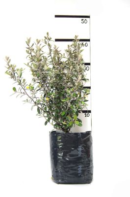 Corokia &#039;Frosted Chocolate&#039; PB6.5