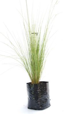 Festuca novae-zelandiae PB3