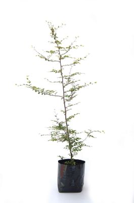 Fuscospora cliffortioides PB3