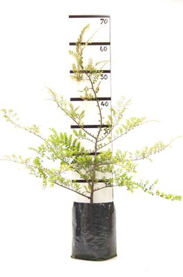 Fuscospora cliffortioides PB6.5