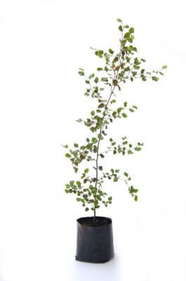 Fuscospora fusca PB3