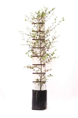 Fuscospora fusca PB6.5