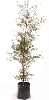 Fuscospora fusca PB18