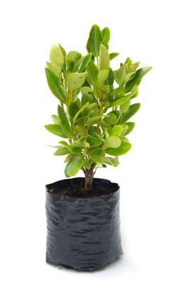 Griselinia littoralis PB3