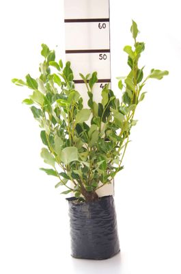 Griselinia littoralis PB6.5