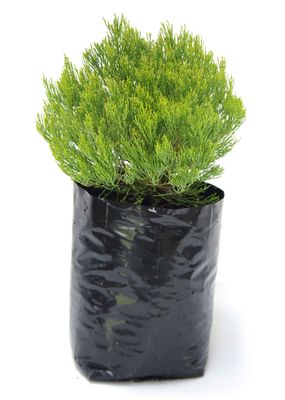 Hebe cupressoides PB6.5