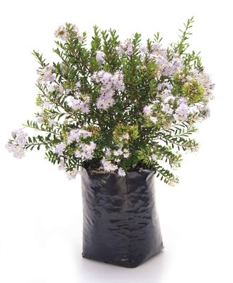 Hebe diosmifolia PB6.5