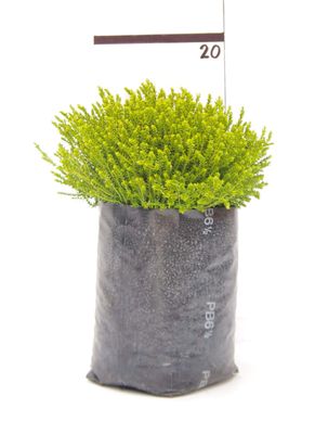 Hebe 'Emerald Gem' PB6.5