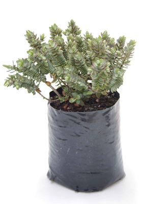 Hebe albicans &#039;Red Edge&#039; PB6.5