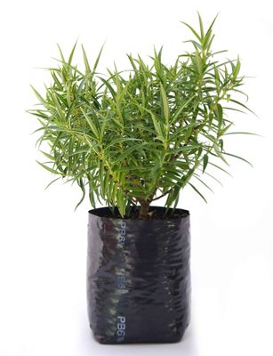 Hebe salicifolia PB6.5