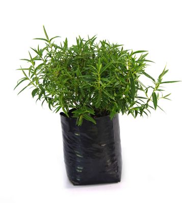 Hebe &#039;Snowdrift&#039; PB6.5