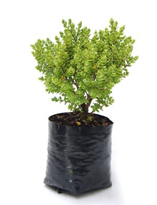 Hebe topiaria PB3