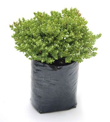 Hebe topiaria PB6.5