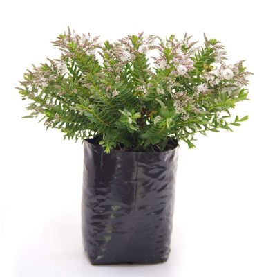 Hebe 'Wiri mist' PB6.5