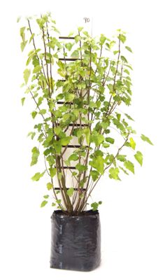 Hoheria lyallii PB18