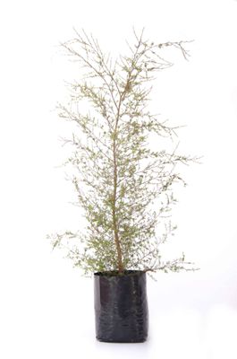 Kunzea ericoides PB6.5