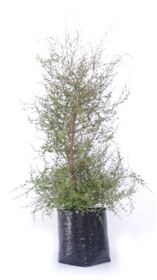 Kunzea ericoides PB18
